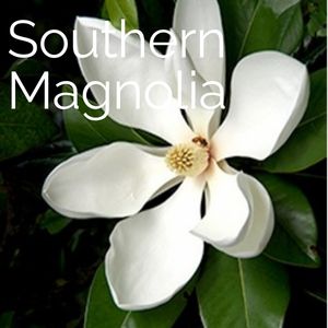 Southern Magnolia