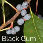 Black Gum Tree Walk page