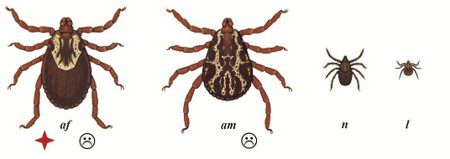 American Dog Tick