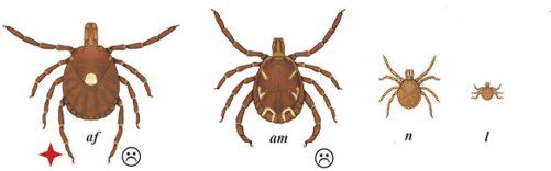 Lonestar Tick